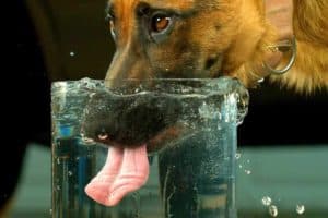 How Long Can Dogs Go Without Water?