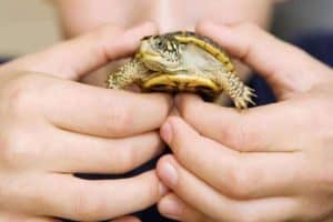 Read more about the article How Long Do Pet Turtles Live?