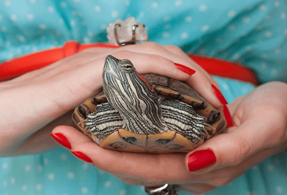 how long does a pet turtle live