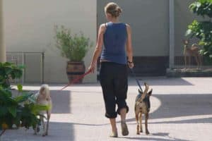 Read more about the article How Long to Walk a Dog? (With Examples for Different Breeds)