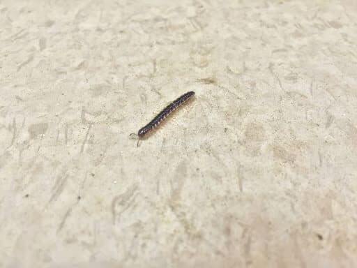 Little Black Bugs in House - What Are They? (With Pictures) - HowChimp ...