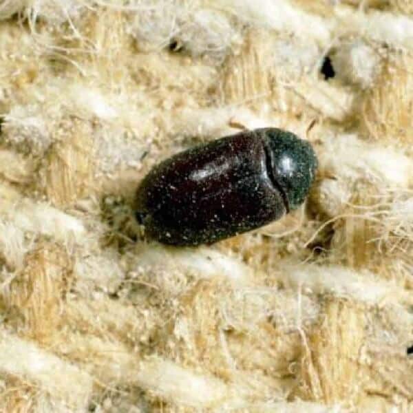 little black carpet beetle