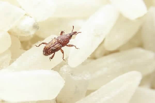 weevil tiny black bugs in house