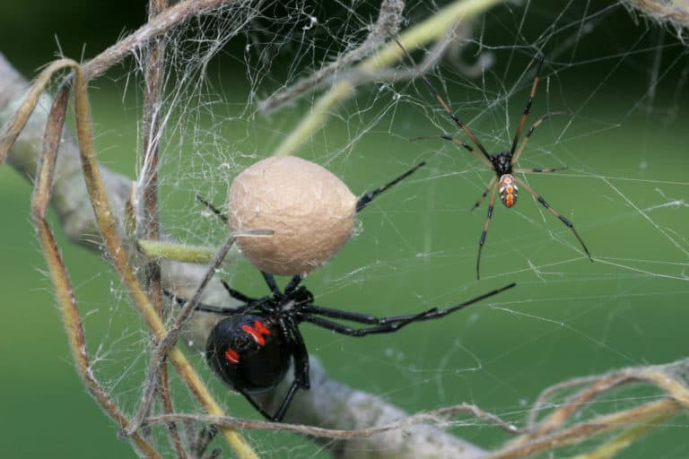 baby-black-widow-spider-facts-and-pictures-howchimp