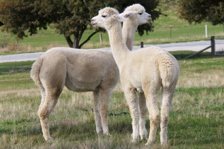 Can You Ride an Alpaca? Can Alpacas Support Humans?