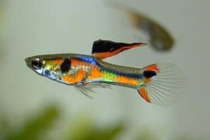 Read more about the article How Long Do Guppies Live? Plus Longer Life Tips