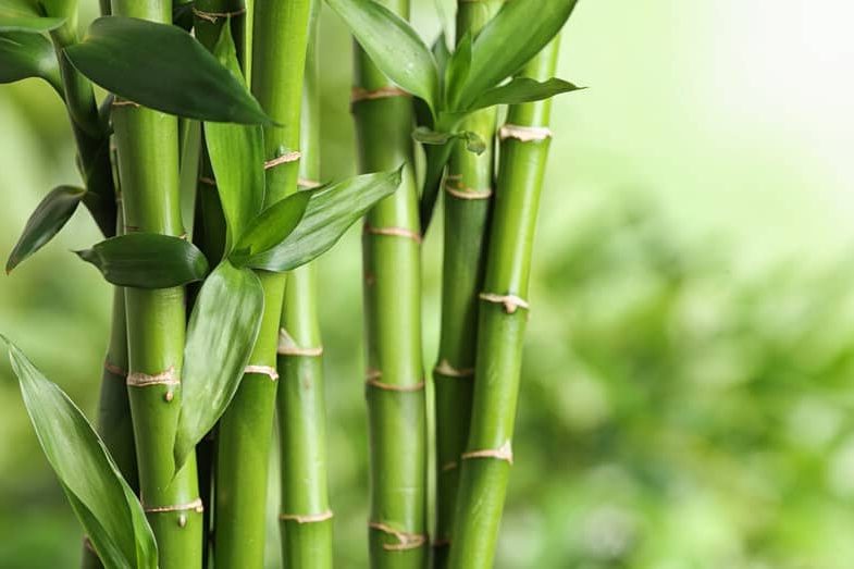How Long Does It Take for Bamboo to Grow?