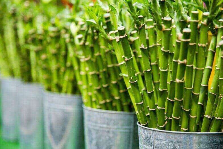 how long does it take bamboo to grow
