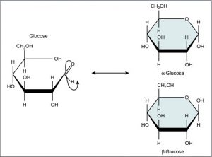 Alpha vs Beta Glucose: Differences and Similarities - HowChimp