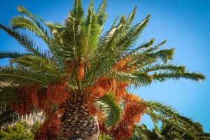 Read more about the article Palm Tree Roots – How Deep Are They? Are They Problematic?