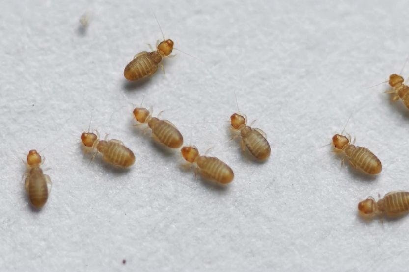 tiny bugs in bathroom