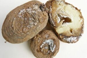 Read more about the article Moldy Potato – How to Tell, How to Prevent, What to Do